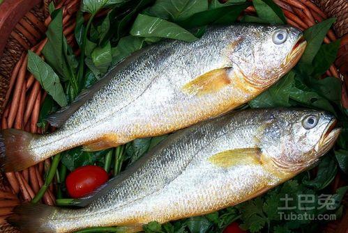 热点爆料鱼儿的视频,热点爆料视频带你探秘水下世界  第1张